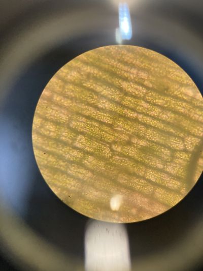 Wasserpestblättchen